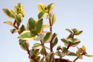 Crassula sarmentosa f. variegata 