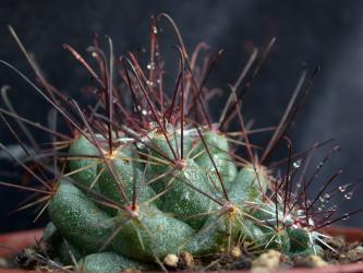 Coryphantha odorata 