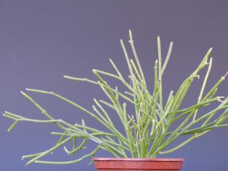 Cynanchum insigne f. tenuis 