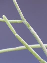 Cynanchum socotranum 