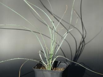 Dasylirion durangense *4^ Cuename DUR, Mex 