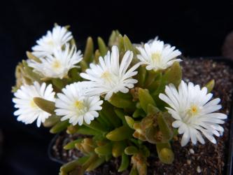 Delosperma Jewel of Desert Moon Stone *1 