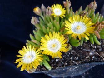 Delosperma Jewel of Desert Peridot *1 