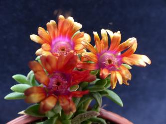 Delosperma New Fire *1 