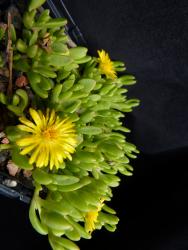 Delosperma nubigenum *1 