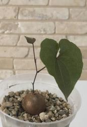 Dioscorea sylvatica Y. $ Southern Africa: Mozambique, Zambia, Zimbabwe, Swaziland, RSA 