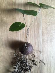 Dioscorea sylvatica Y. $ Southern Africa: Mozambique, Zambia, Zimbabwe, Swaziland, RSA 