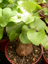Dioscorea elephantipes Y. 