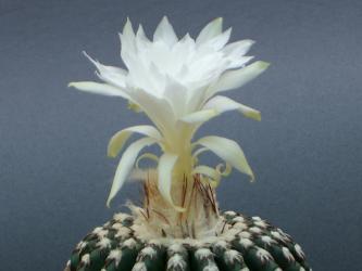 Discocactus horstii § Grao Mogol, Minas Gerais, Brazil 