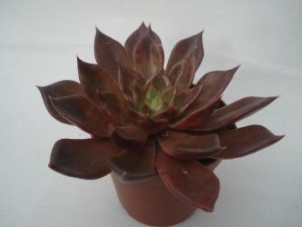 Echeveria affinis Schwarzer Prinz 