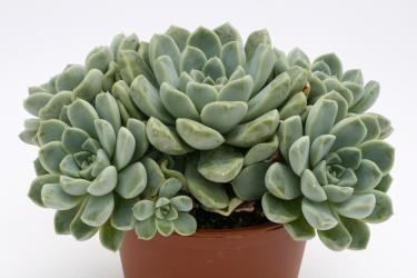 Echeveria albicans 