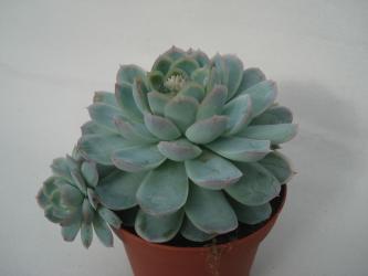 Echeveria elegans 