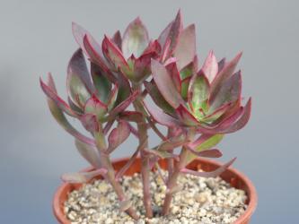 Echeveria goldmannii Chiapas, MEX 