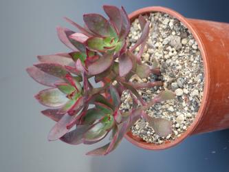 Echeveria goldmannii Chiapas, MEX 