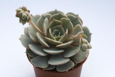 Echeveria Lola 