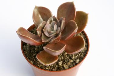 Echeveria Magic Red 