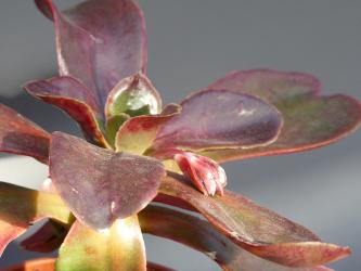 Echeveria Mahogany Rose 