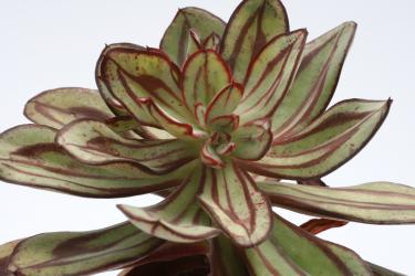 Echeveria nodulosa Painted Beauty 