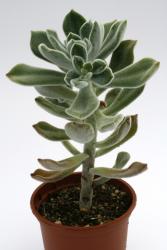Echeveria pulvinata Frosty 