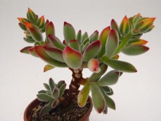 Echeveria pulvinata grün 
