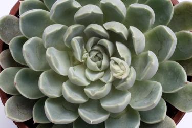 Echeveria secunda Glauca 
