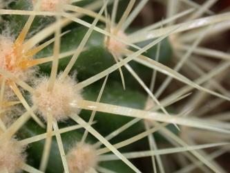 Echinocactus grusonii % 