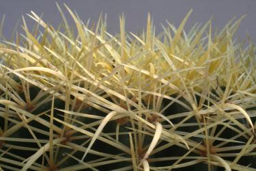 Echinocactus grusonii % 