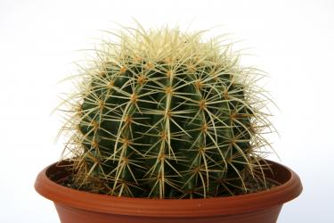 Echinocactus grusonii % 