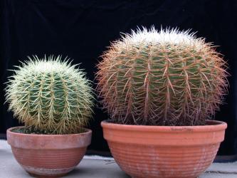 Echinocactus grusonii % 