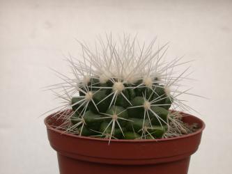 Echinocactus grusonii f. alba % 