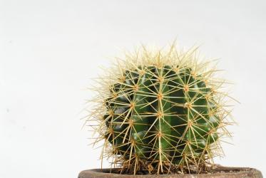 Echinocactus grusonii % 