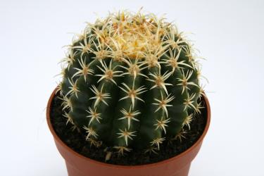 Echinocactus grusonii var. brevispinus % 