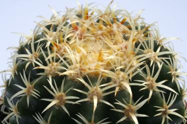 Echinocactus grusonii var. brevispinus % 