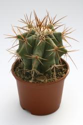 Echinocactus platyacanthus % 