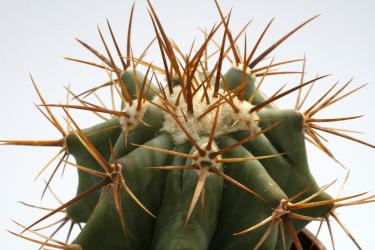 Echinocactus platyacanthus % San Ignacio del Texas, NL, MEX 