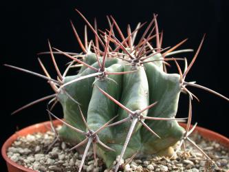 Echinocactus platyacanthus % Santa Rita del Rucio, SLP, MEX 