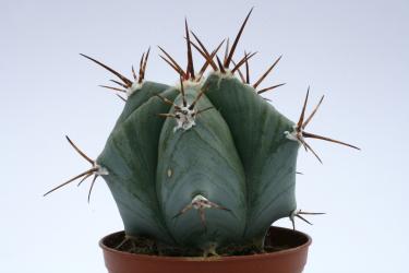 Echinocactus platyacanthus %  San Antonio, Tam, MEX 