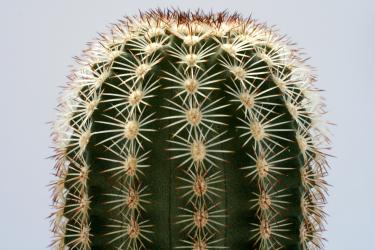 Echinocereus bonkerae 