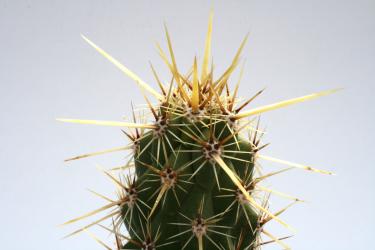 Echinocereus brandegeei La Paz, Bcs, MEX 