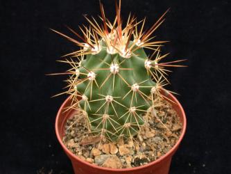 Echinocereus coccineus % *2^ AG11 Jarilla Mts., Otero Co., NM, USA 