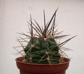Echinocereus coccineus % Walsenburg, COL, USA 