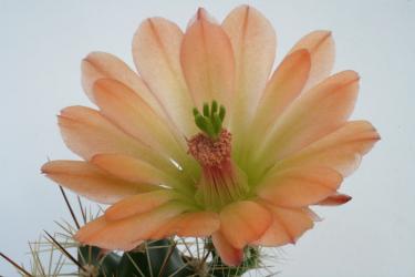 Echinocereus coccineus Busek *1^ % 