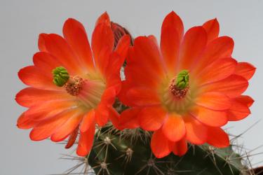 Echinocereus coccineus % *1^ JRT181 