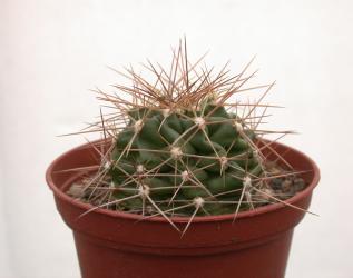 Echinocereus coccineus % *1^ 