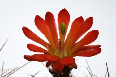 Echinocereus coccineus % *2^ Carizzozo, NM, USA 