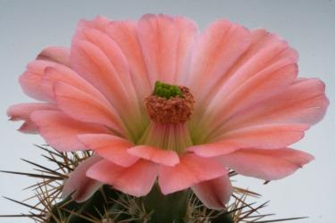 Echinocereus coccineus ssp. rosei % *1^ HK1510 