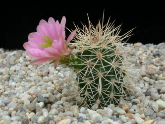 Echinocereus coccineus % *2^ SB236 Jarilla Mts., Otero Co., NM, USA 