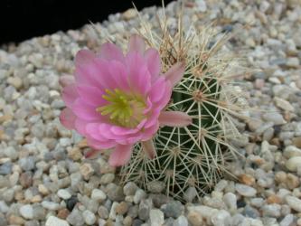 Echinocereus coccineus ssp. rosei % *1^ SB236 Jarilla Mts., Otero Co., NM, USA 