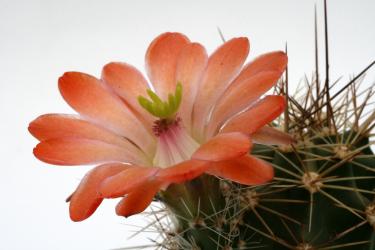 Echinocereus coccineus % *1^ 