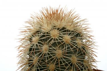 Echinocereus dasyacanthus DFM230 Maverik Road, TX, USA 